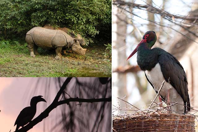 Kaziranga National Park: Famous for Birds and Wildlife!