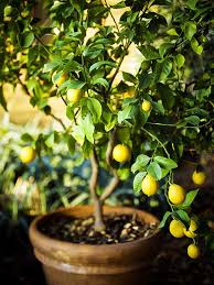Growing Citrus trees: Why they are the perfect house plants