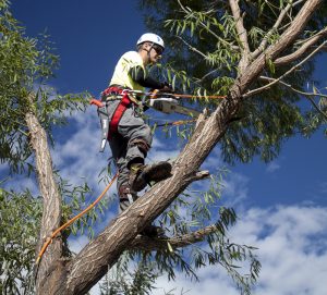 Enjoy Great Benefits by Hiring Professional Tree Removal Services