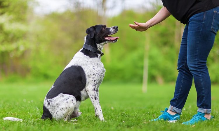 All There Is to Know About Dog Training