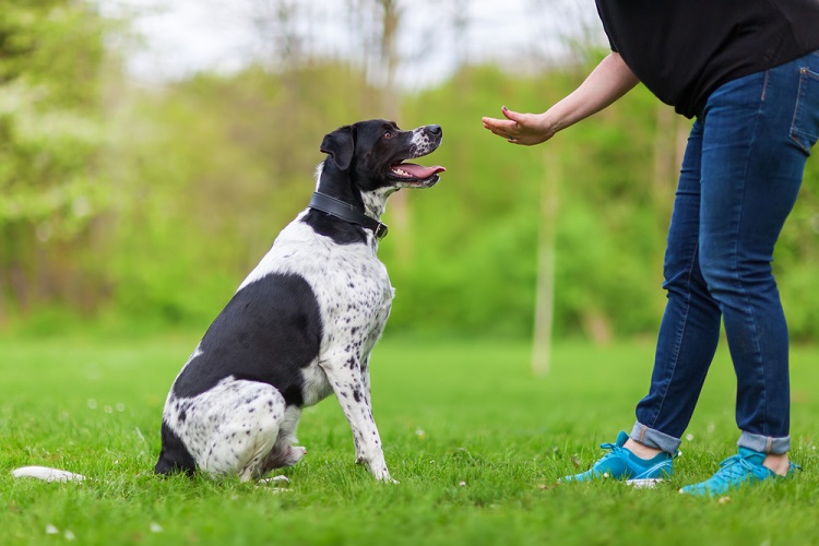 All There Is to Know About Dog Training