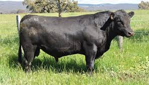 6 Factors About the History of Angus Cattle